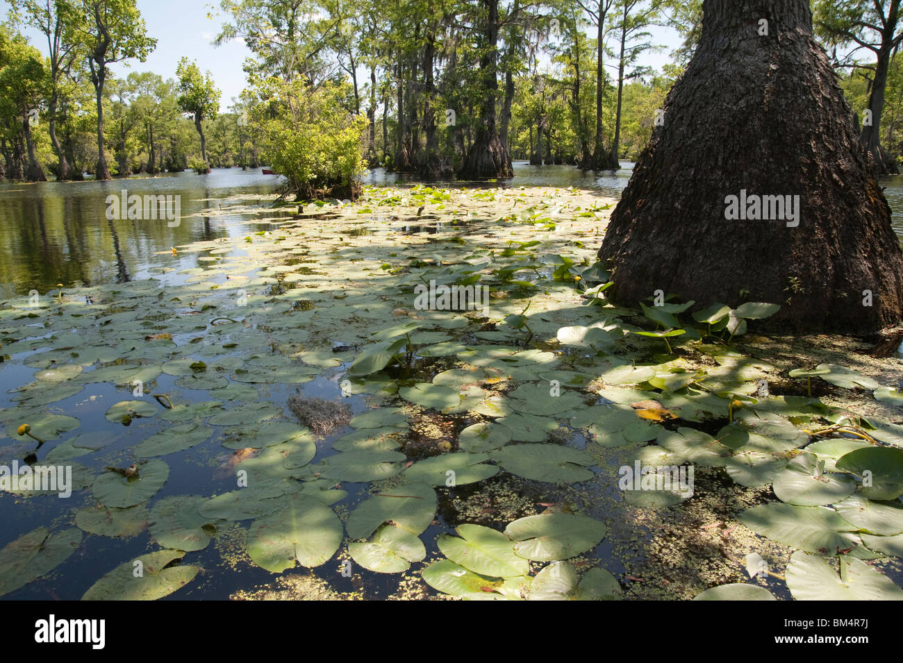 Scenic view of spatterdock Nuphar luteum leaves and flowers in water at Merchants Millpond State Park North Carolina USA Stock Photo
