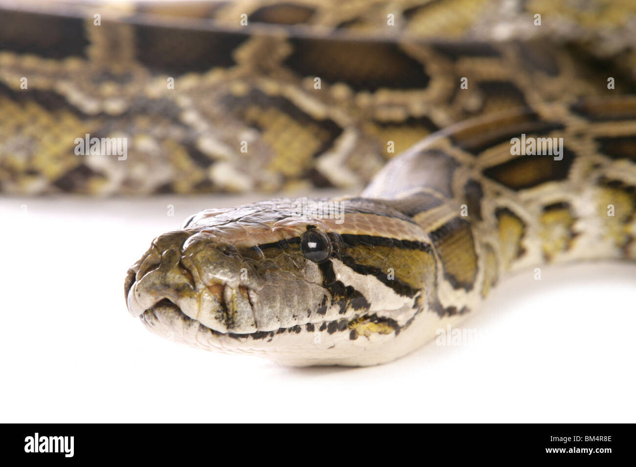 Boa constrictor snake Boa constrictor Portrait of single adult Studio, UK Stock Photo