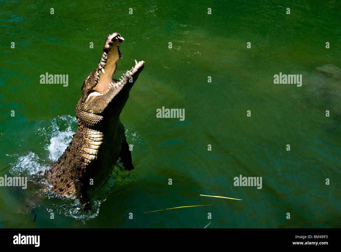 Saltwater crocodiles queensland australia hires stock photography and