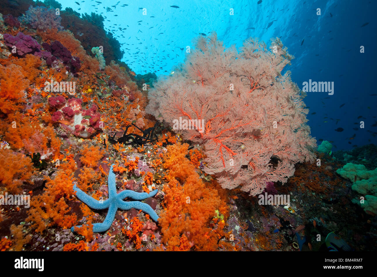 Blue Starfish and Sea Fan, Linckia laevigata, Melithaea sp., Raja Ampat, West Papua, Indonesia Stock Photo
