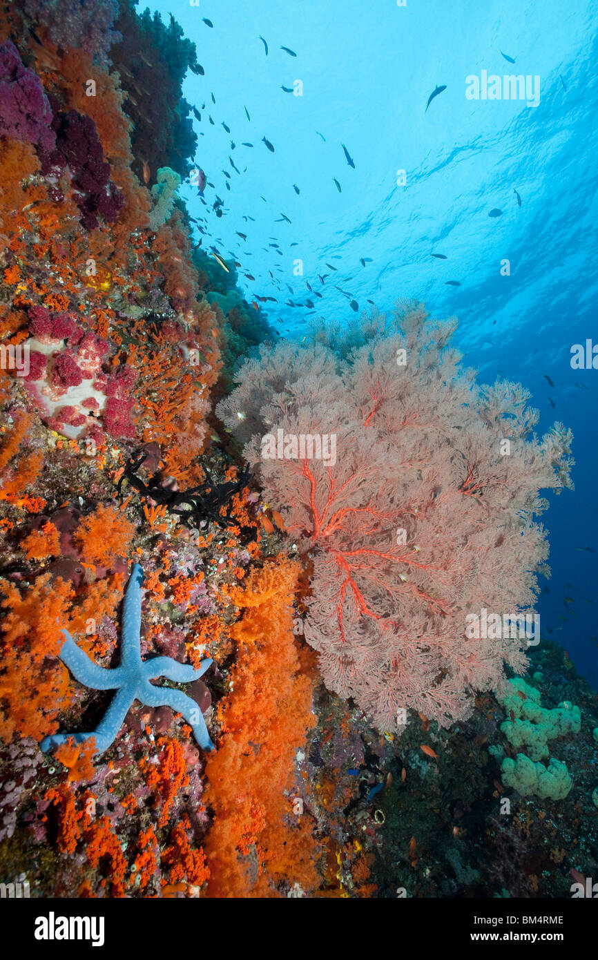 Blue Starfish and Sea Fan, Linckia laevigata, Melithaea sp., Raja Ampat, West Papua, Indonesia Stock Photo
