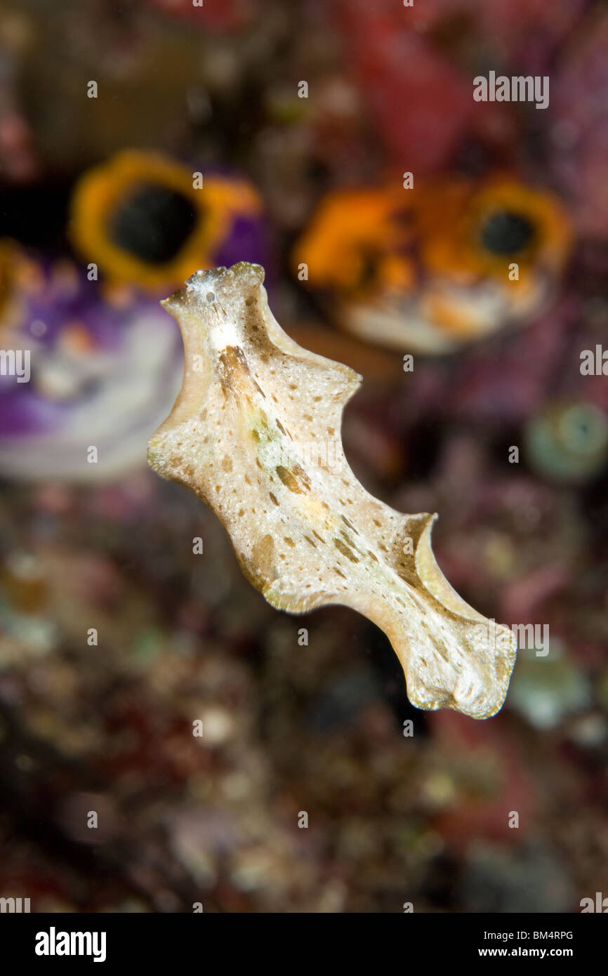 Free swimming Flatworm, Pseudobiceros kryptos, Raja Ampat, West Papua, Indonesia Stock Photo