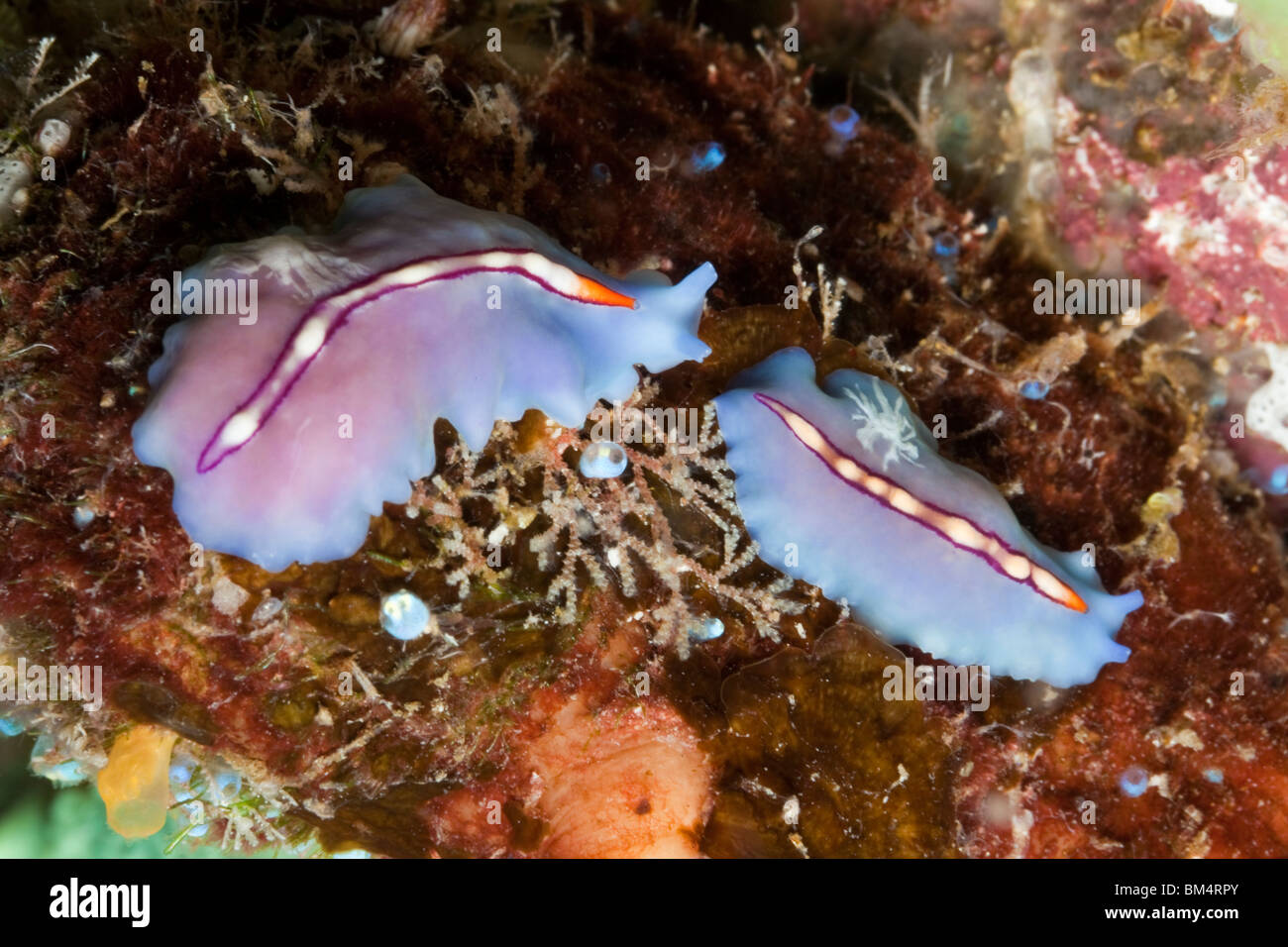 Two Flatworms, Pseudoceros bifurcus, Polycarpa aurata, Raja Ampat, West Papua, Indonesia Stock Photo