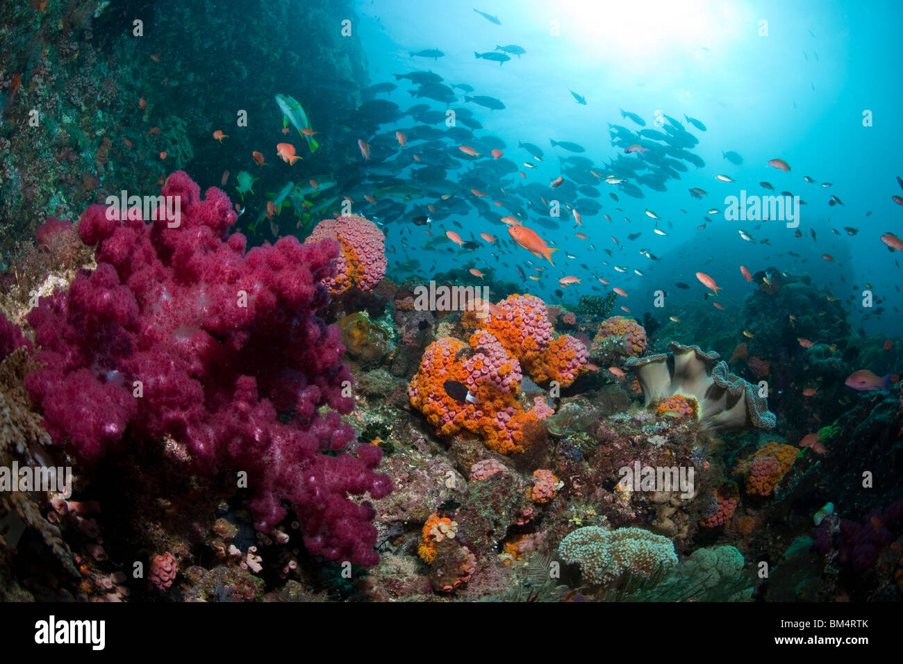 Coral Reef with schooling Fishes, Raja Ampat, West Papua, Indonesia Stock Photo
