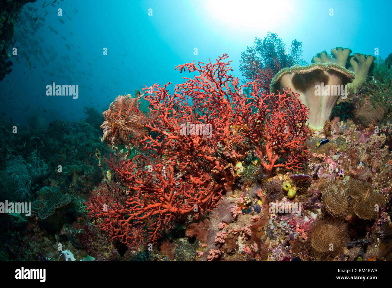 Red Sea Fan in Coral Reef, Paracis caecilia, Raja Ampat, West Papua, Indonesia Stock Photo