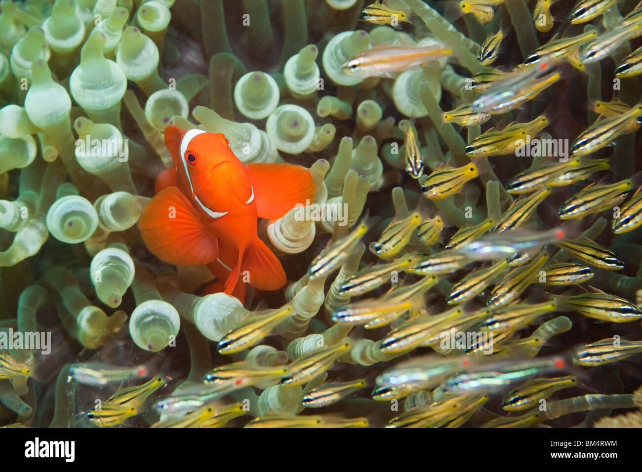 Spinecheek Clownfish and Cardinal Fishes, Premnas aculeatus, Apogon sp., Raja Ampat, West Papua, Indonesia Stock Photo