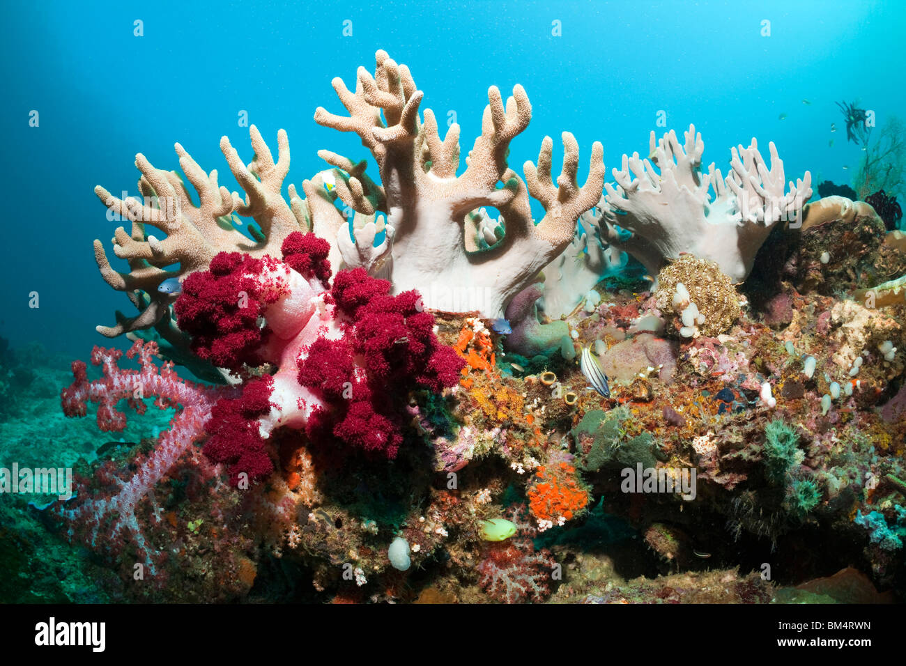 Sinularia Leather Corals, Sinularia polydactila, Raja Ampat, West Papua, Indonesia Stock Photo