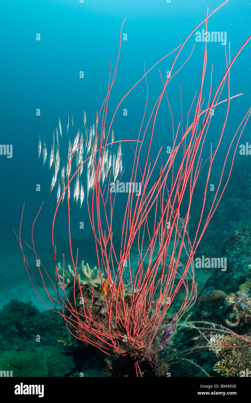 Razorfishes behind Whip Corals, Aeoliscus strigatus, Ellisella ceratophyta, Raja Ampat, West Papua, Indonesia Stock Photo