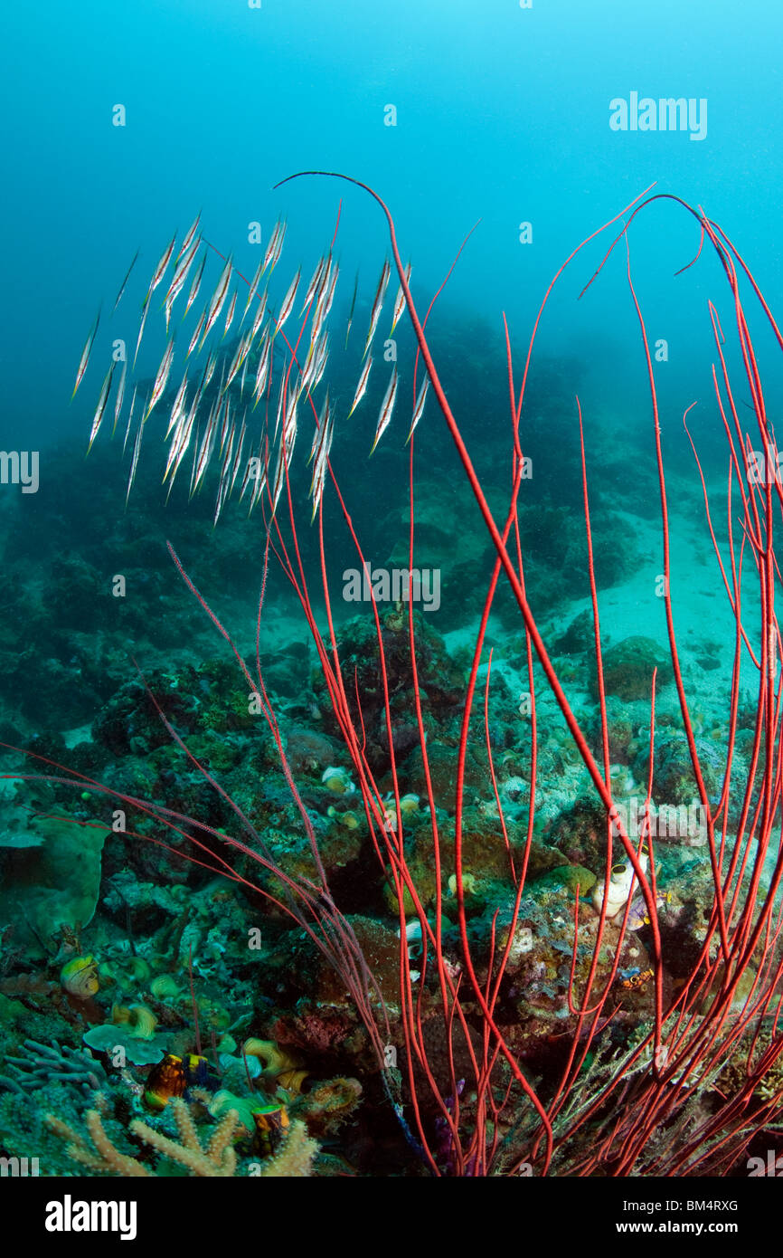 Razorfishes behind Whip Corals, Aeoliscus strigatus, Ellisella ceratophyta, Raja Ampat, West Papua, Indonesia Stock Photo