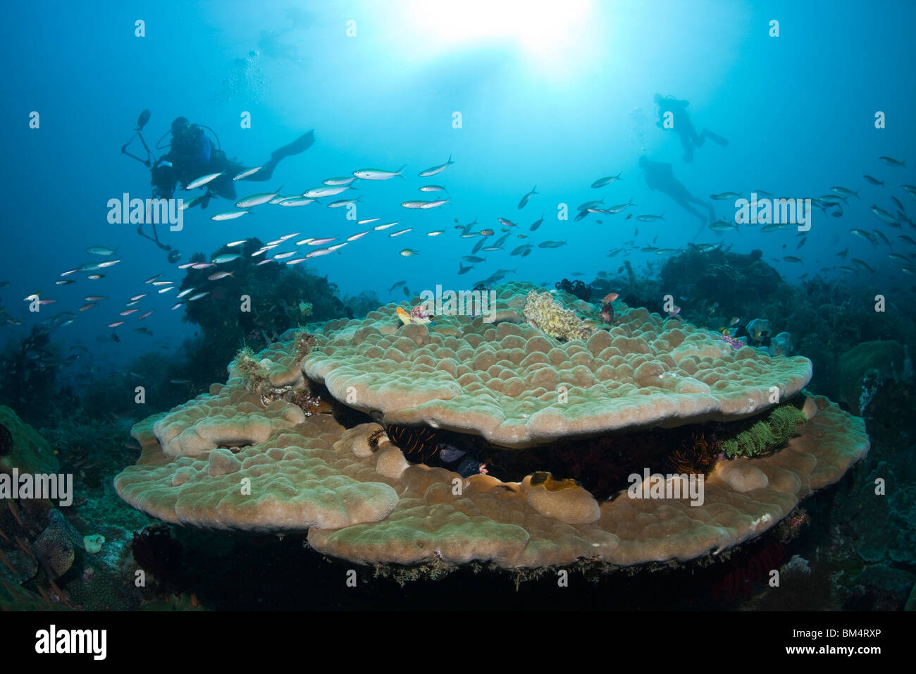 Scuba diver over Lobe Stone Coral, Porites sp., Raja Ampat, West Papua, Indonesia Stock Photo