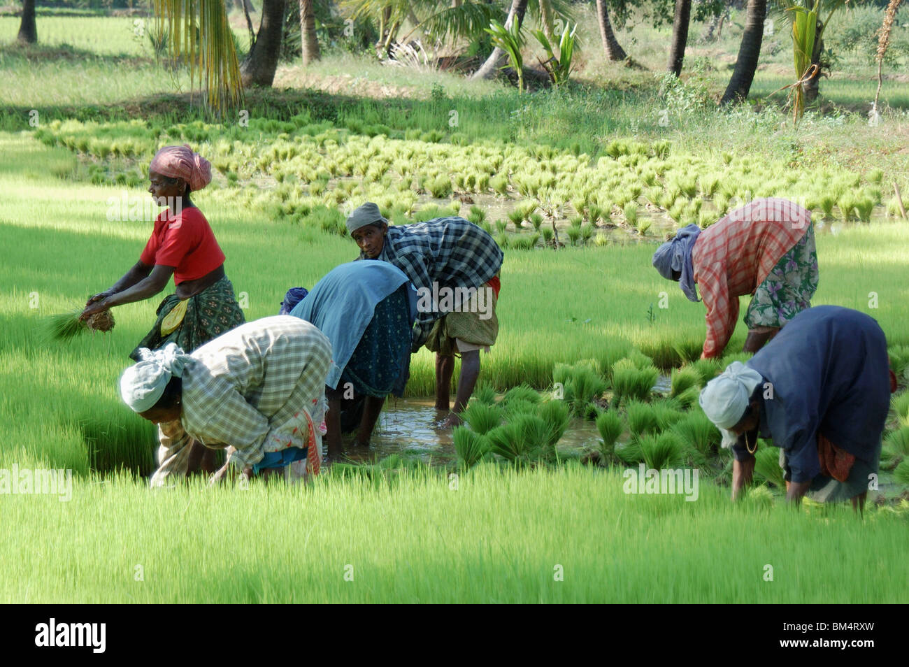 Fields workers paddy fields kerala hires stock photography and images