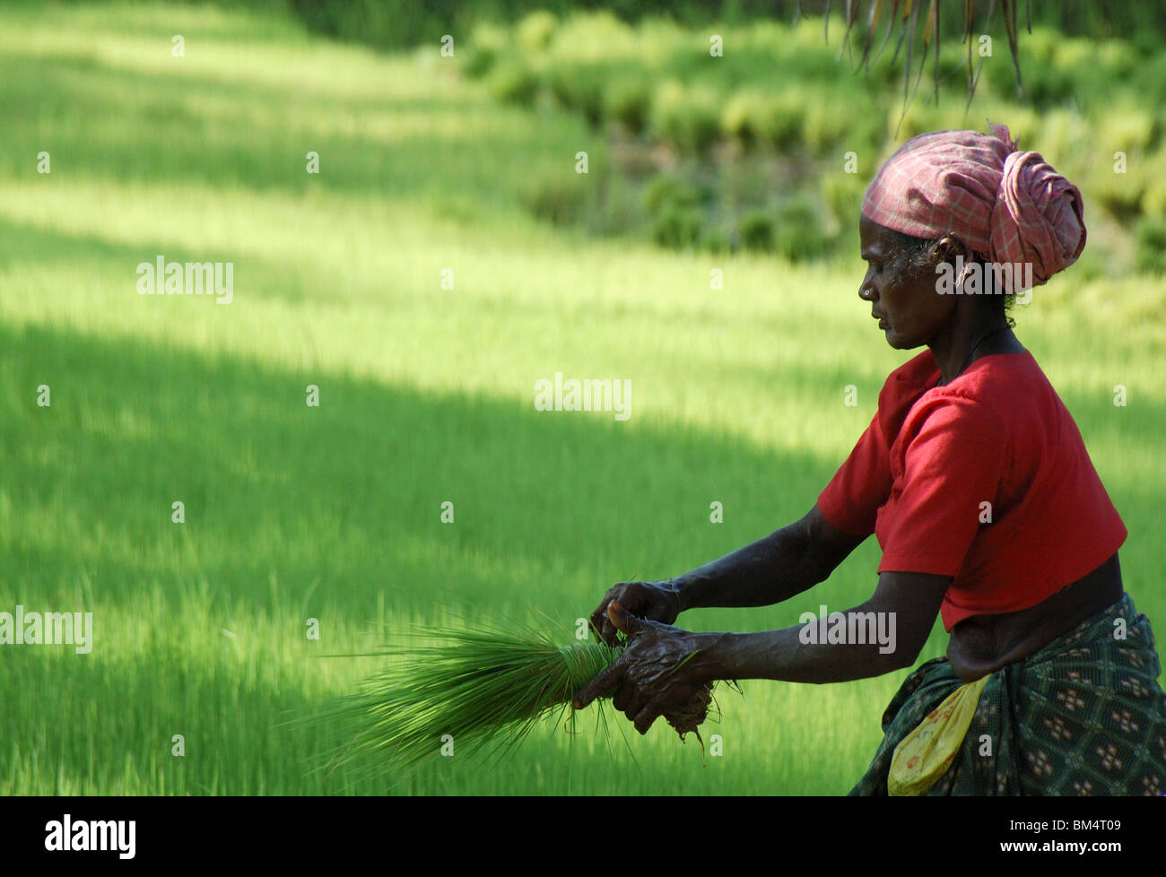 women agriculture worker in paddy fields,palakad,kerala,india,asia
