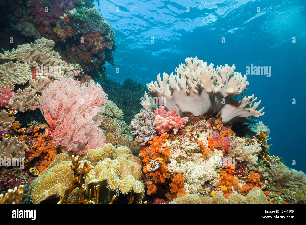 Leathter Corals in Coral Reef, Sarcophyton sp., Raja Ampat, West Papua, Indonesia Stock Photo
