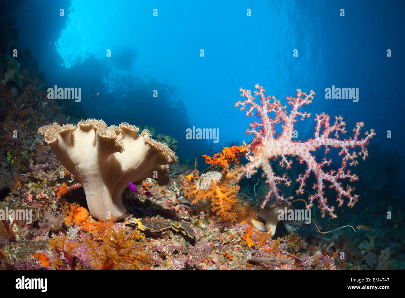 Mushroom Leather Coral and Soft Corals, Sarcophyton sp., Dendronephthya sp., Raja Ampat, West Papua, Indonesia Stock Photo