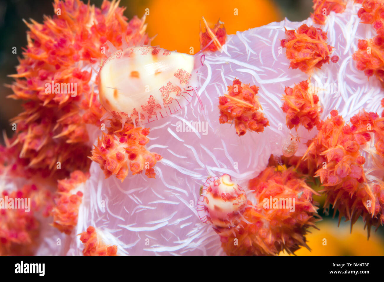 Pair of Soft Coral Egg Cowrie, Pseudosimnia sp., Raja Ampat, West Papua, Indonesia Stock Photo
