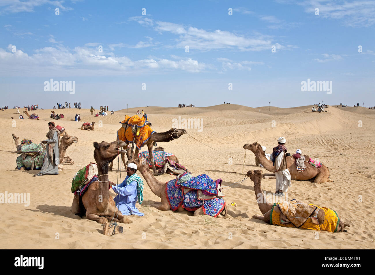 Camels at Sam Sand Dunes National Park. Near Jaisalmer. Rajasthan. India Stock Photo