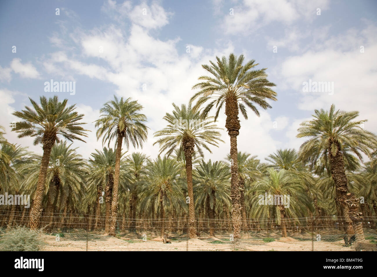 Judean Desert Date Palm plantation Stock Photo 29610380 Alamy