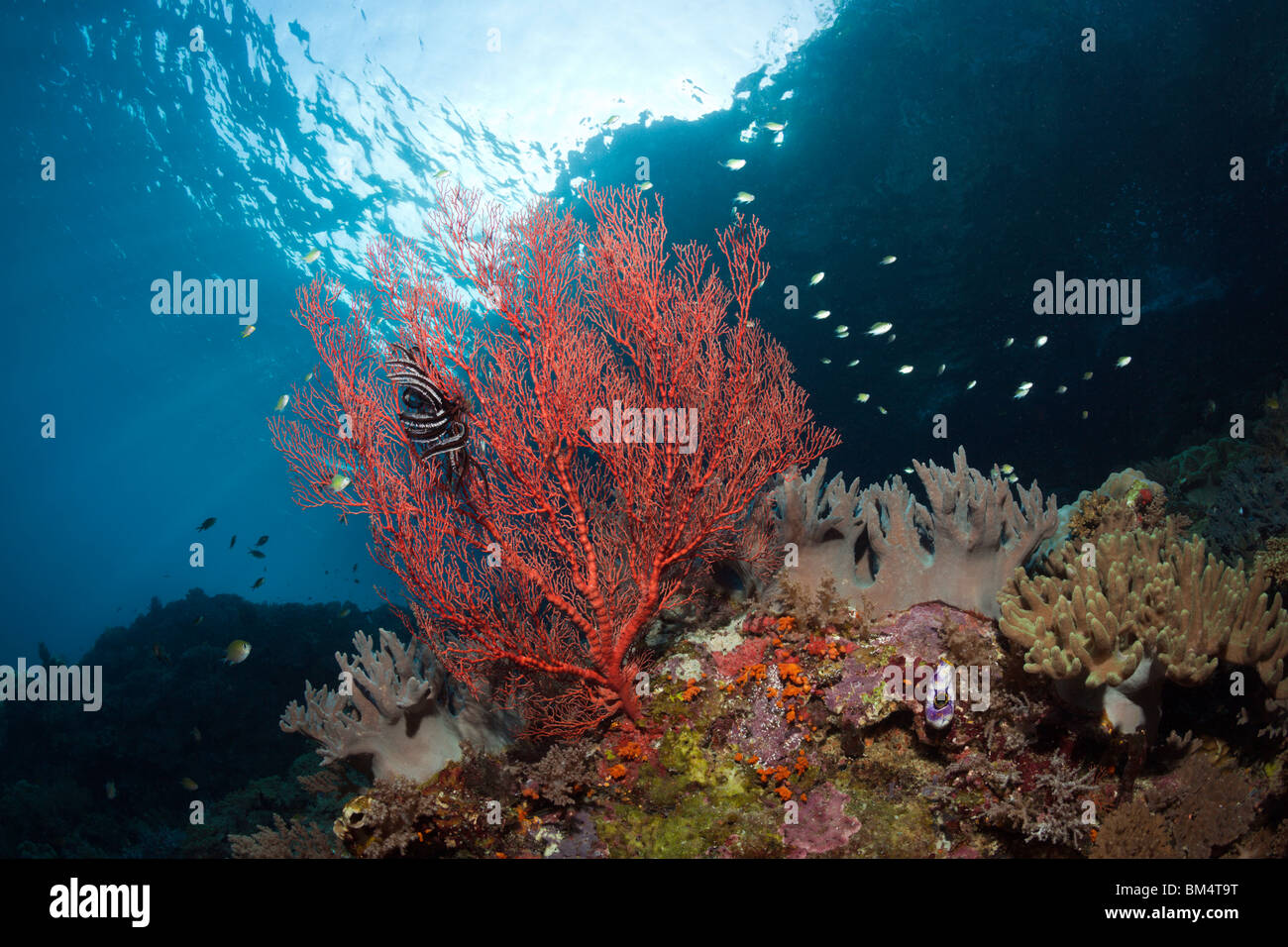 Red Sea Fan, Melithaea sp., Raja Ampat, West Papua, Indonesia Stock Photo