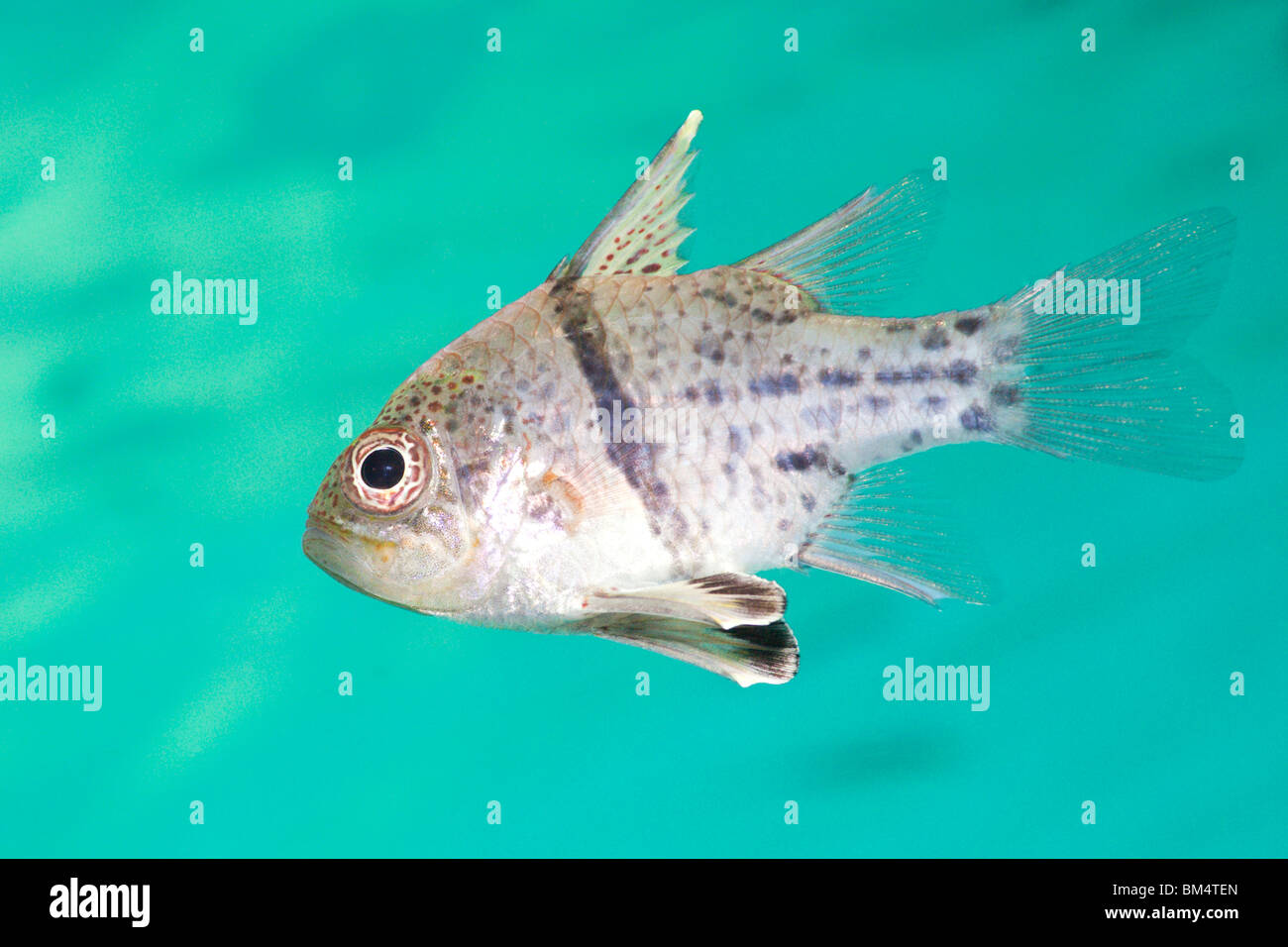 Orbiculated Cardinalfish, Sphaeramia orbicularis, Raja Ampat, West Papua, Indonesia Stock Photo