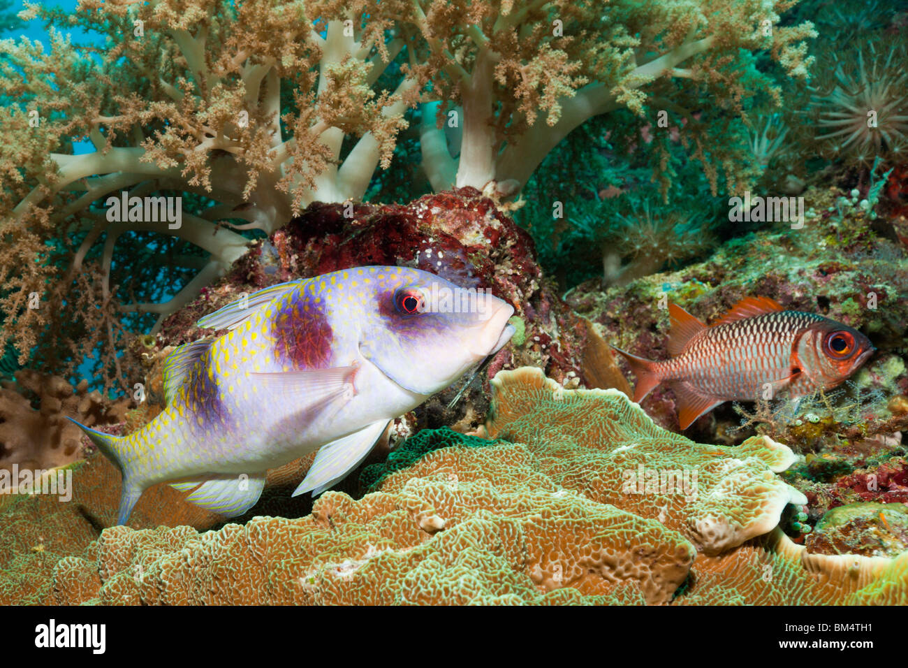 Goatfish in Coral Reef, Parupeneus sp., Raja Ampat, West Papua, Indonesia Stock Photo