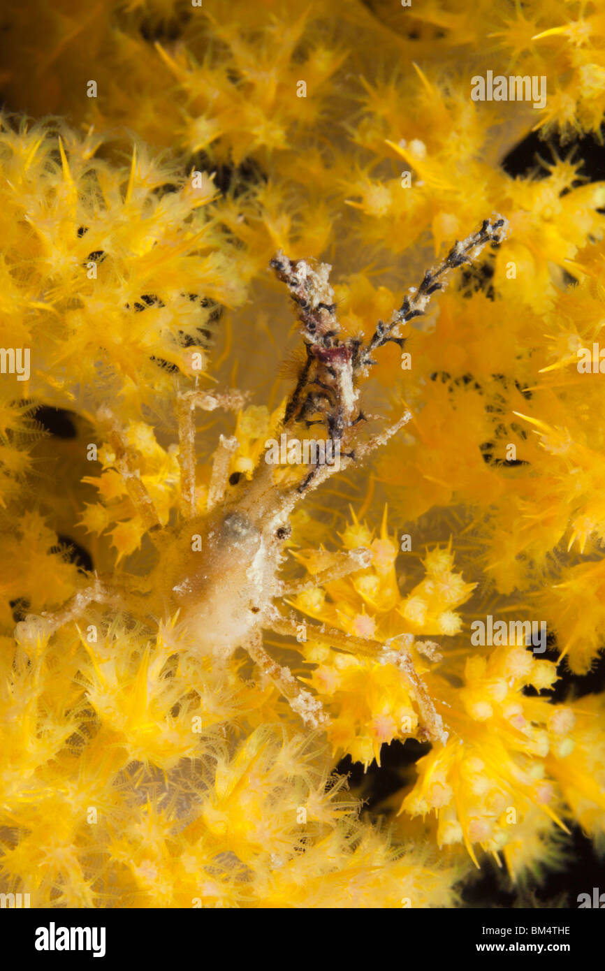 Spider Crab in yellow Soft Coral, Macropodia sp., Raja Ampat, West Papua, Indonesia Stock Photo