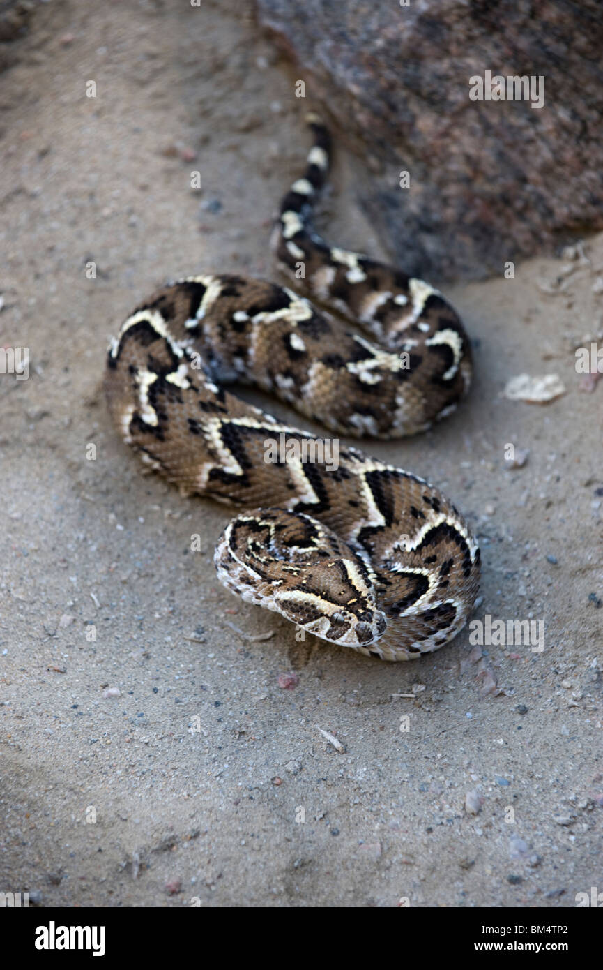 Puff adder snake hires stock photography and images Alamy