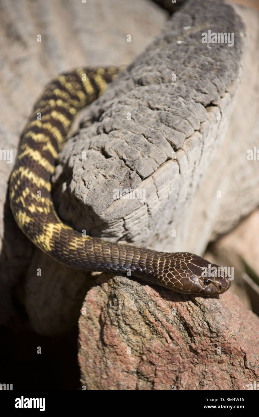 Zebra snake, Namibia Stock Photo 29610930 Alamy