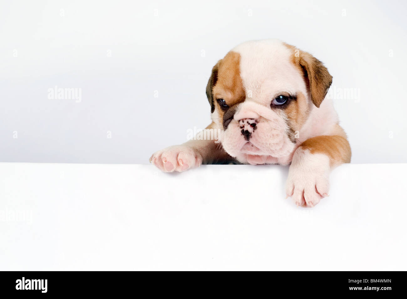 English Bulldog puppy in front of white background with space for text. Stock Photo