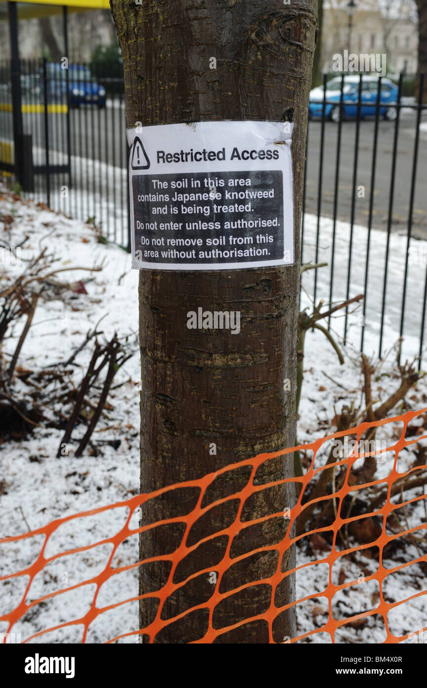 Notice on a tree marking a Japanese Knotweed (Fallopia japonica) control site in Merseyside, England, UK Stock Photo
