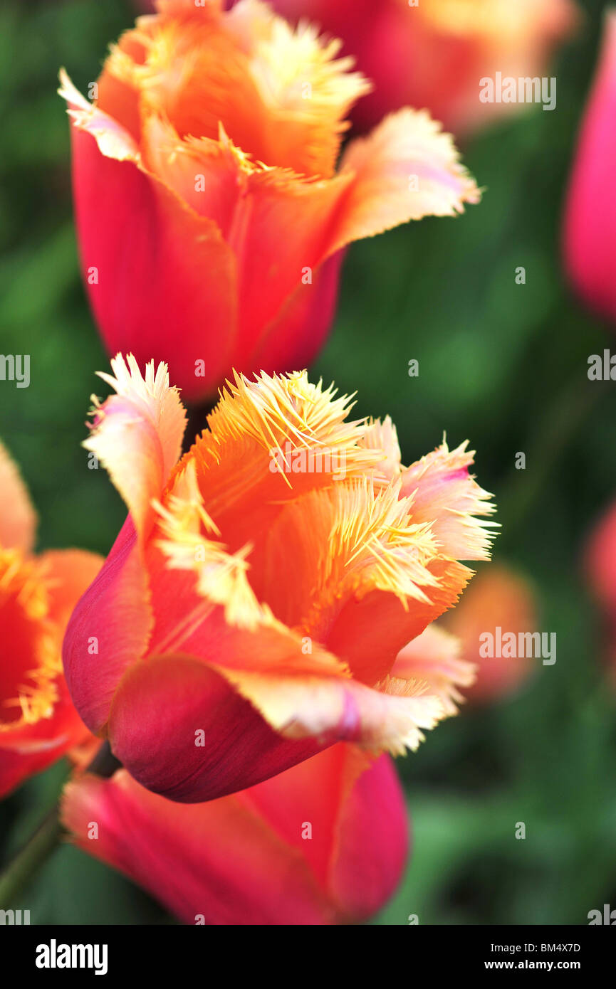 Tulipa VALBELLA Stock Photo
