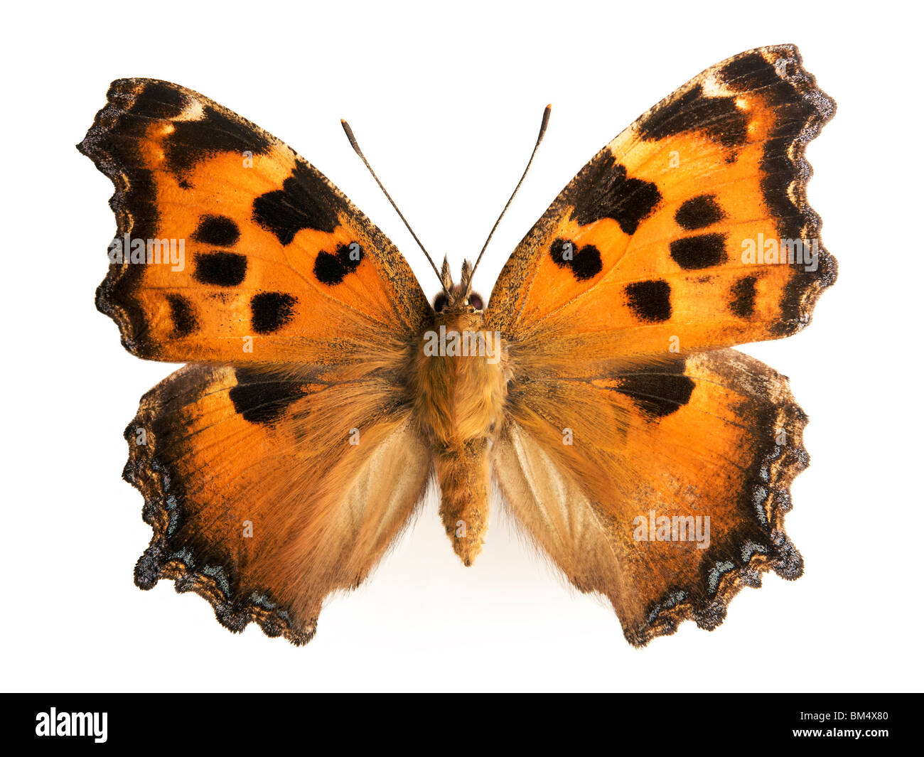 Butterfly  Yellow Legged Tortoiseshell (N.xanthomelas) British Native butterfly Stock Photo