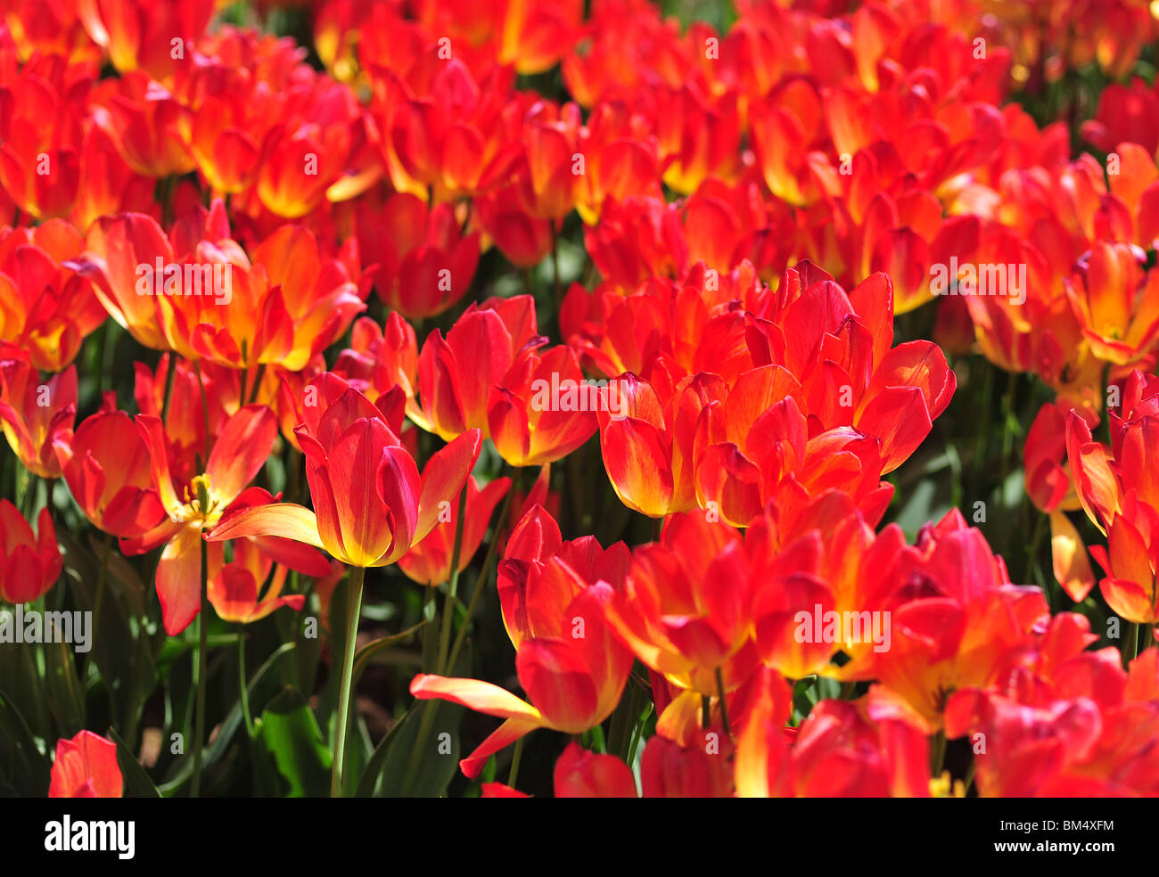 Tulipa GEORGETTE Stock Photo