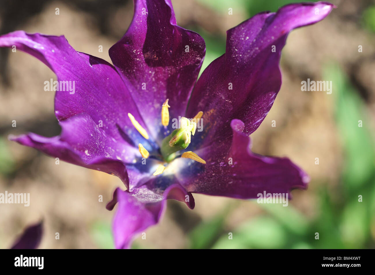 Tulipa BURGUNDY Stock Photo