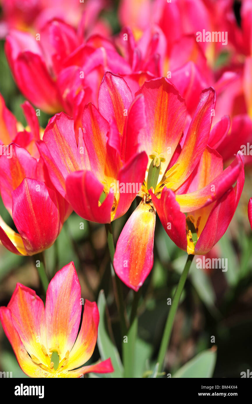 Tulipa ANTOINETTE Stock Photo