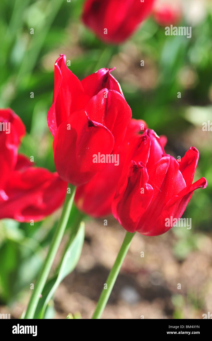 Tulipa PRETTY WOMAN Stock Photo