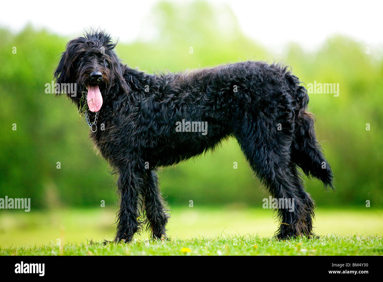 Country labradoodle hotsell