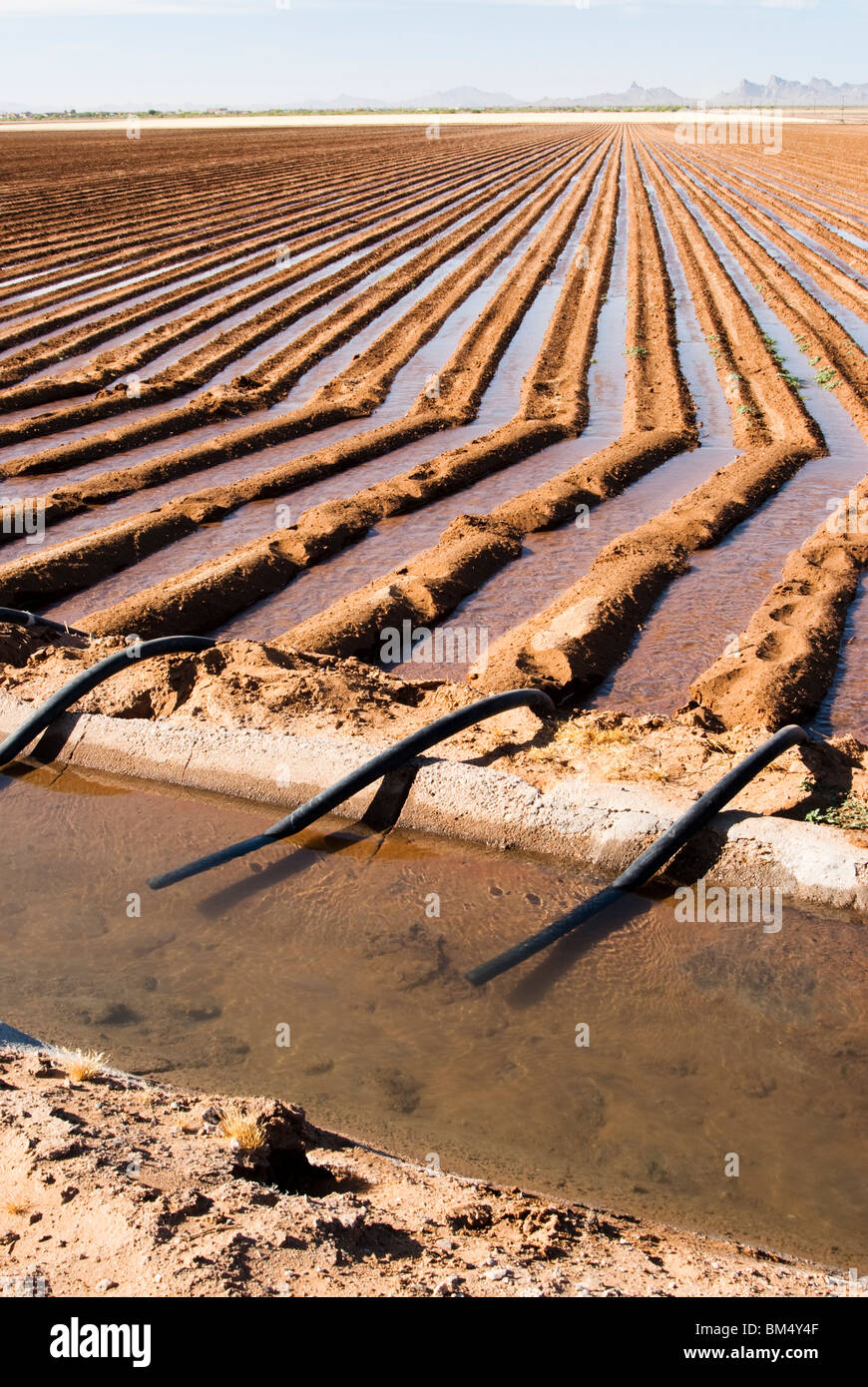 an irrigation canal and siphon tubes used to water a field in Arizona