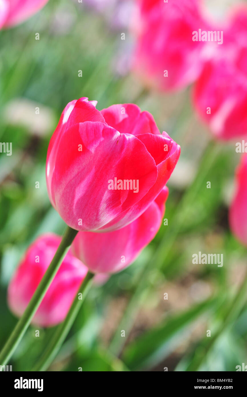 Tulipa DREAMLAND Stock Photo