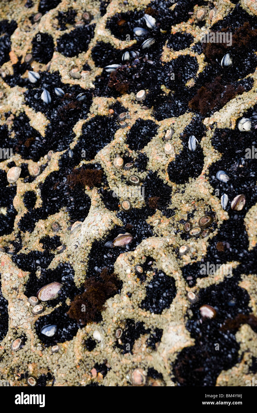 Baby mussels on rocks, Swakopmund, Namibia Stock Photo Alamy