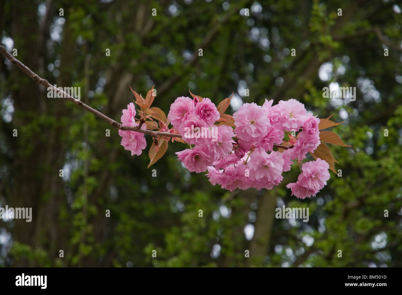 Cherry Blossoms and Tree in Spring Stock Photo - Alamy