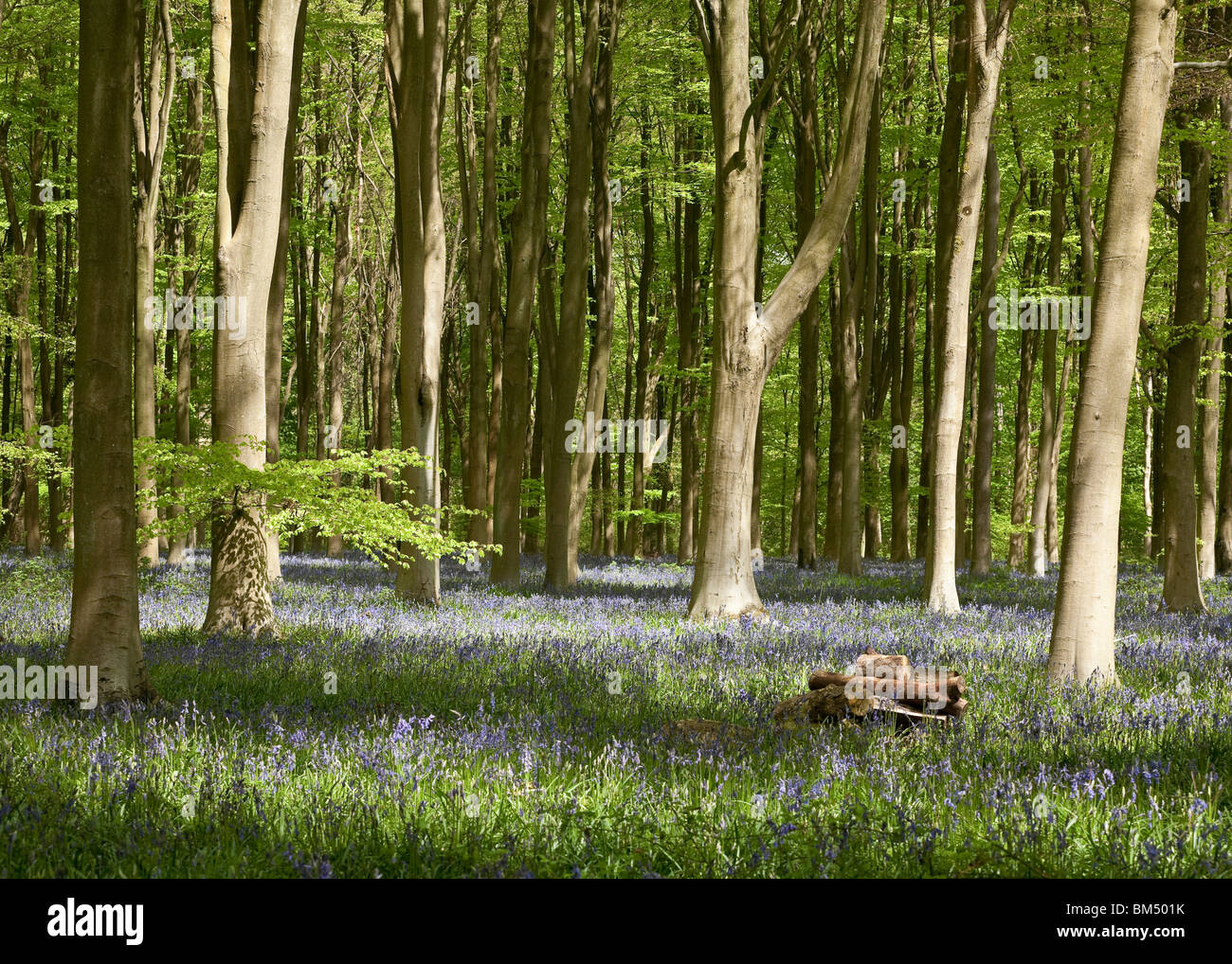 Bluebells in West Woods near Marlborough in springtime. Wiltshire UK Stock Photo