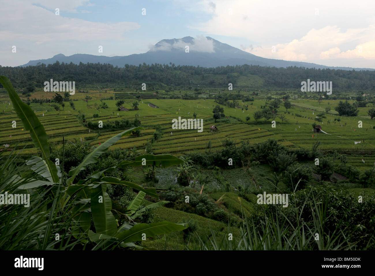 Terraced rice fields near Tirtagangga with the volcanic peak of Gunung Lempuyang on the horizon in Bali, Indonesia. Stock Photo