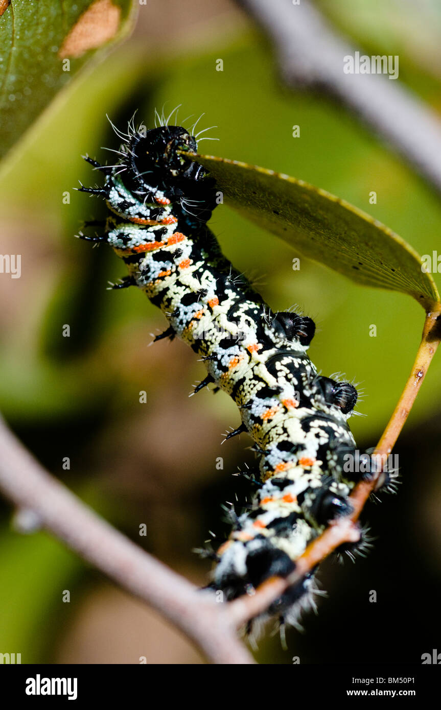 Mopani worm hi-res stock photography and images - Alamy