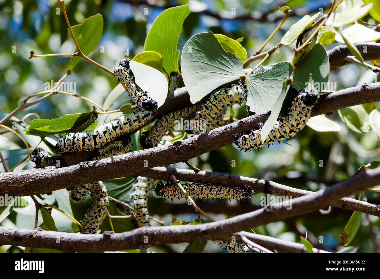 Mopani caterpillars/ worms, Namibia. Stock Photo