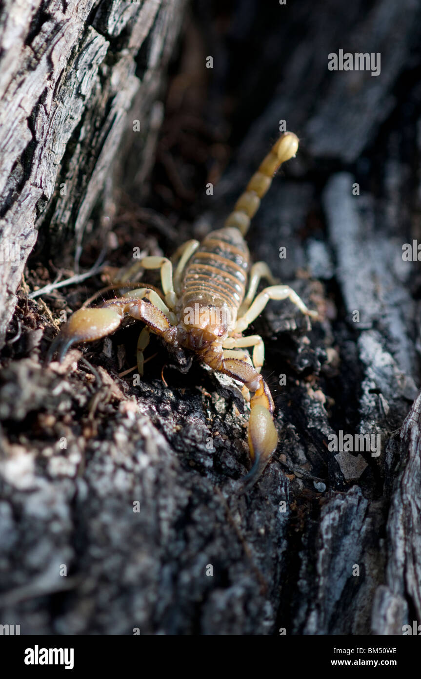 Opistophthalmus scorpion in a tree, Namibia Stock Photo Alamy