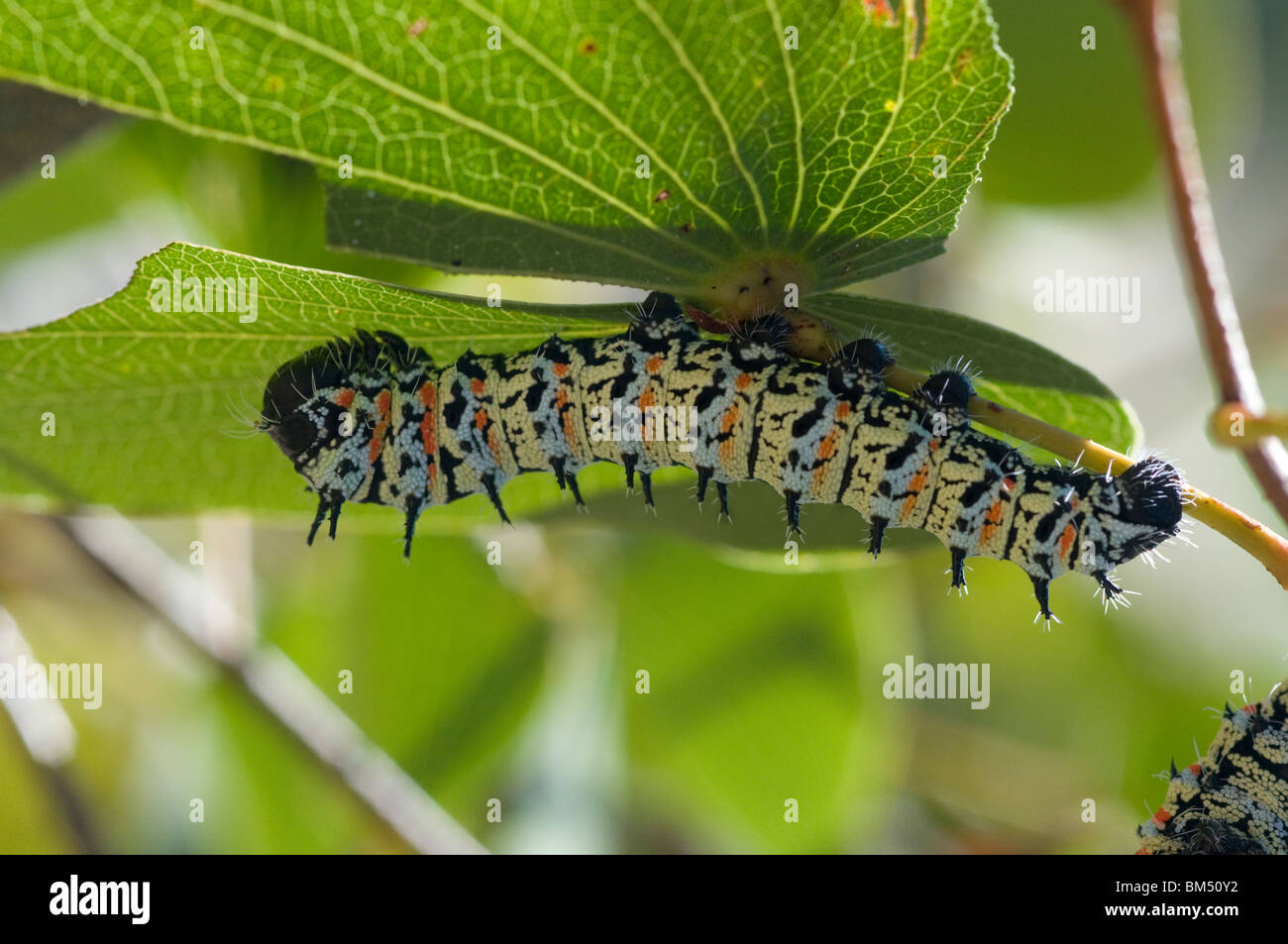 Mopani caterpillars/ worms, Namibia. Stock Photo