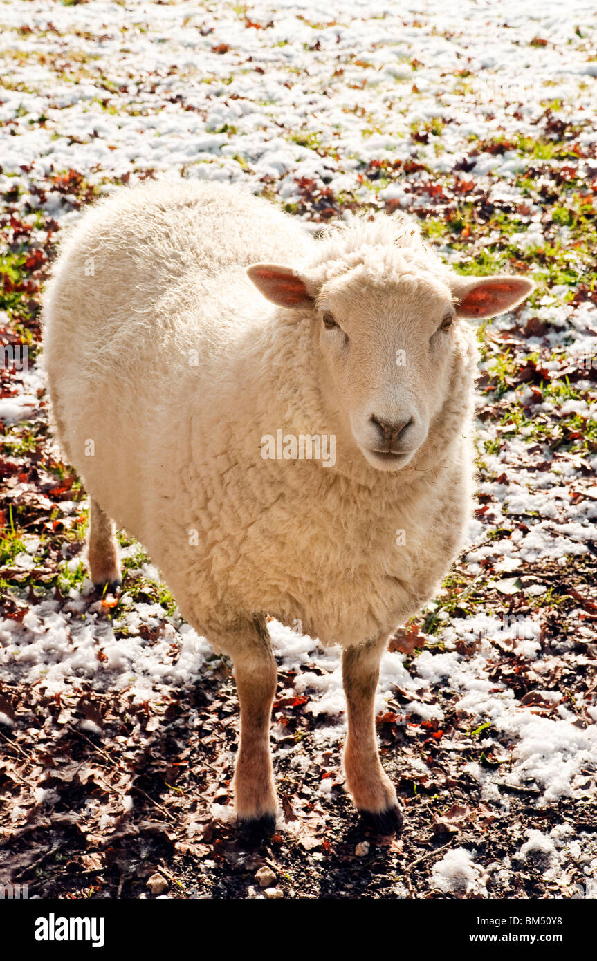 Backlit sheep in wintery conditions in the New Forest Hampshire England Stock Photo