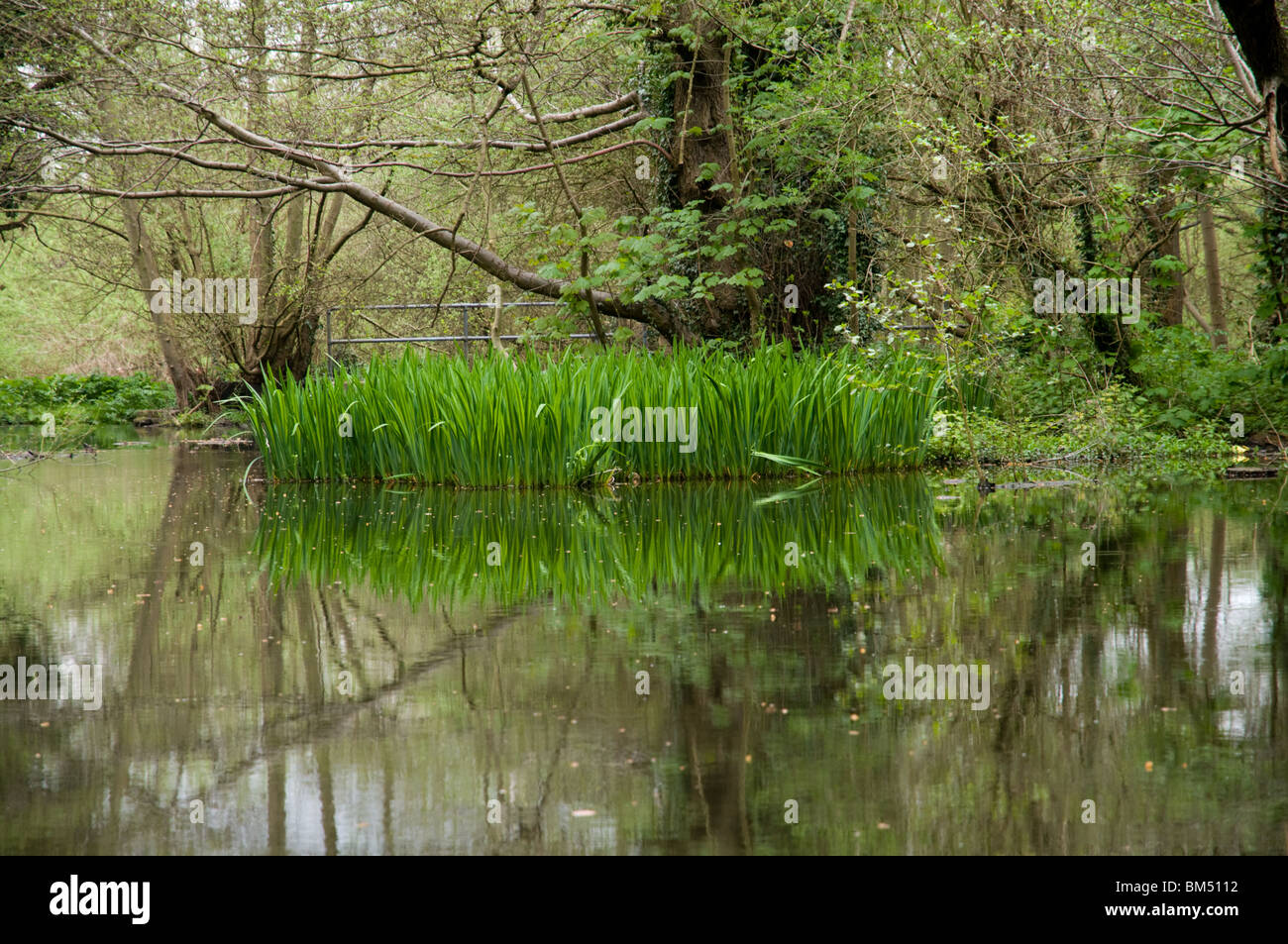 Reed bed on Grand Union Canal, Cassiobury Park, Watford, Hertfordshire