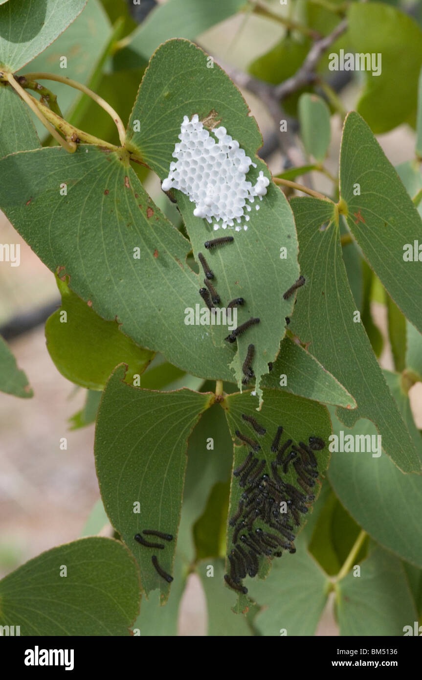 Mopani moth eggs and caterpillars, Naminbia. Stock Photo