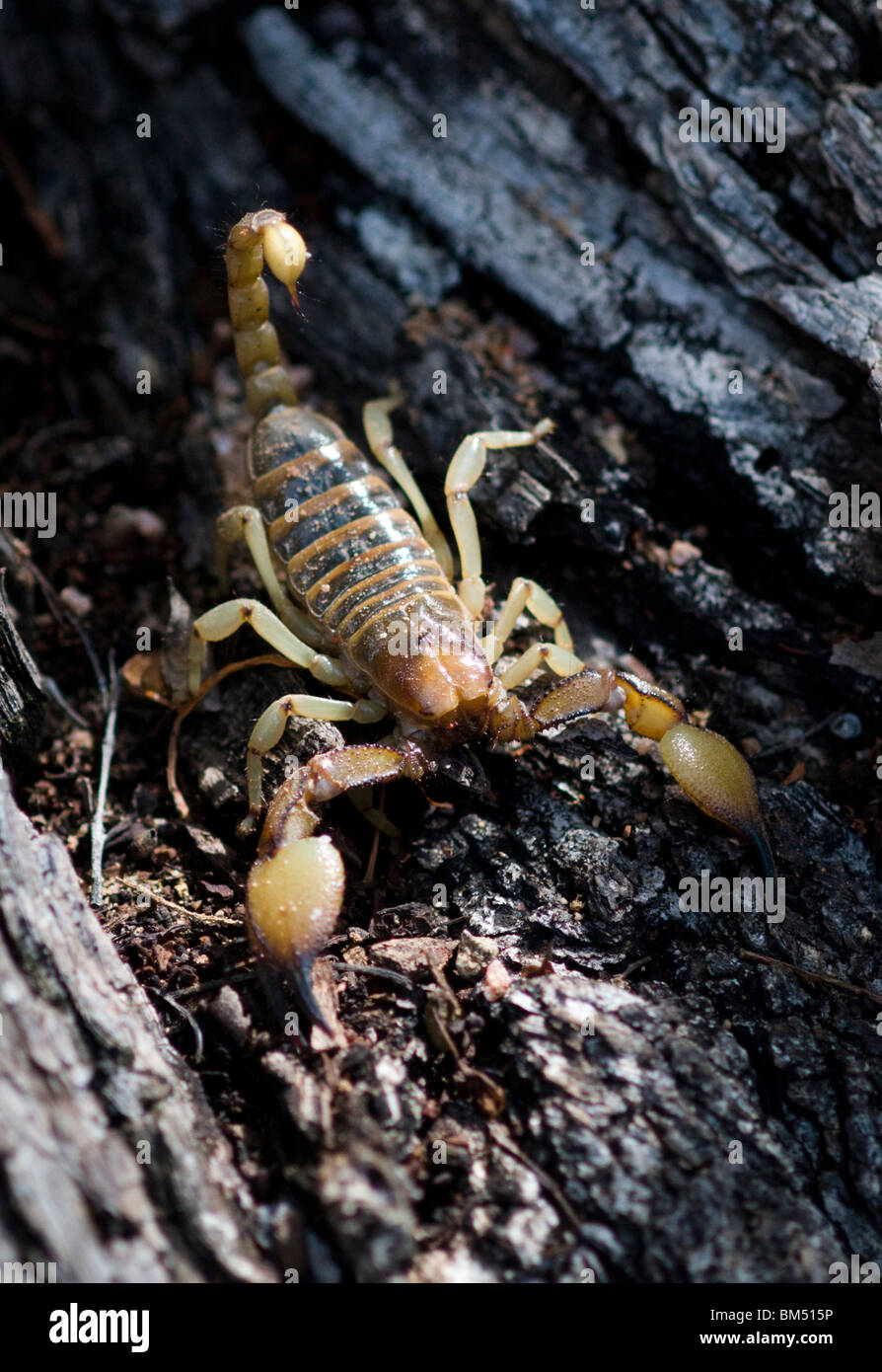 Opistophthalmus scorpion in a tree, Namibia Stock Photo Alamy